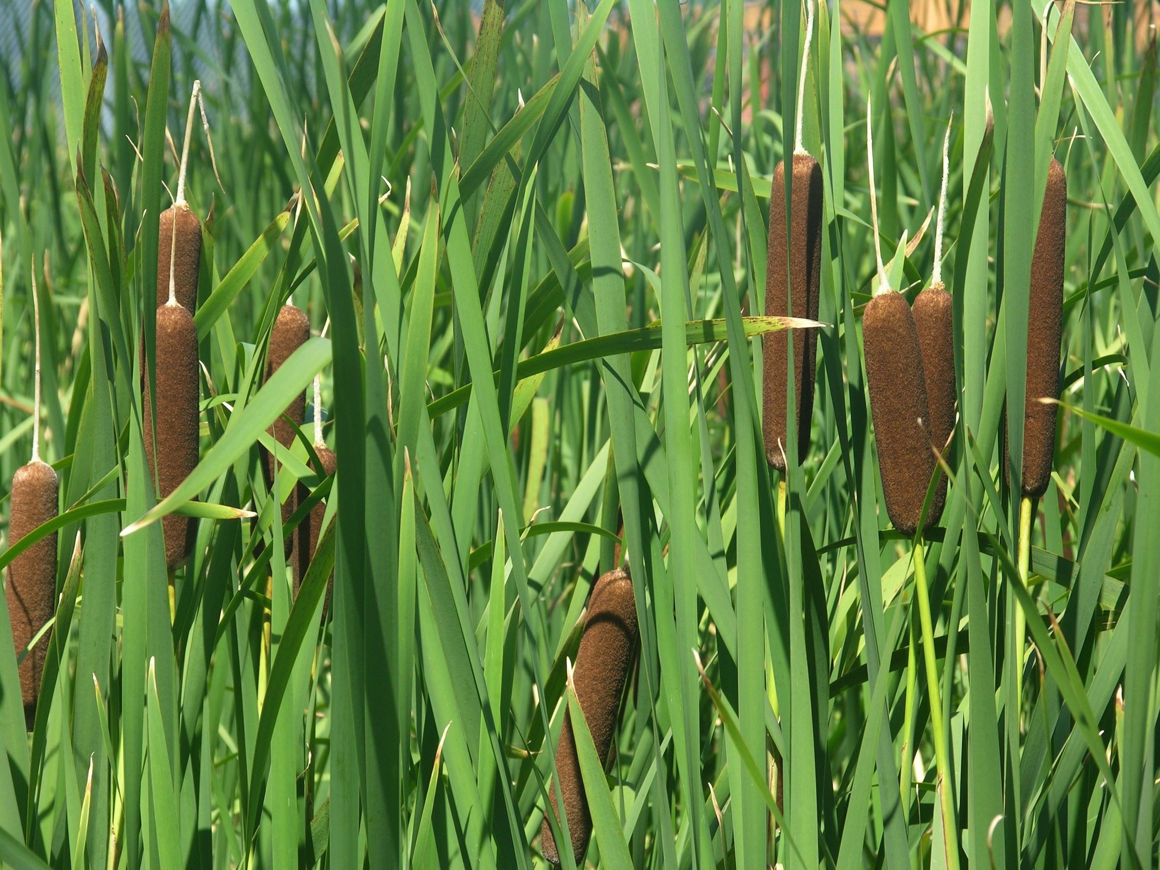 Cattail