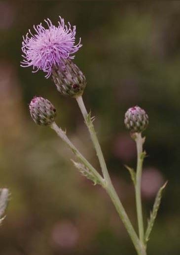 Canada Thistle