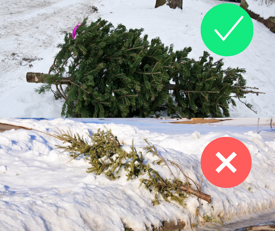 Correct holiday tree at curb and snow covered tree