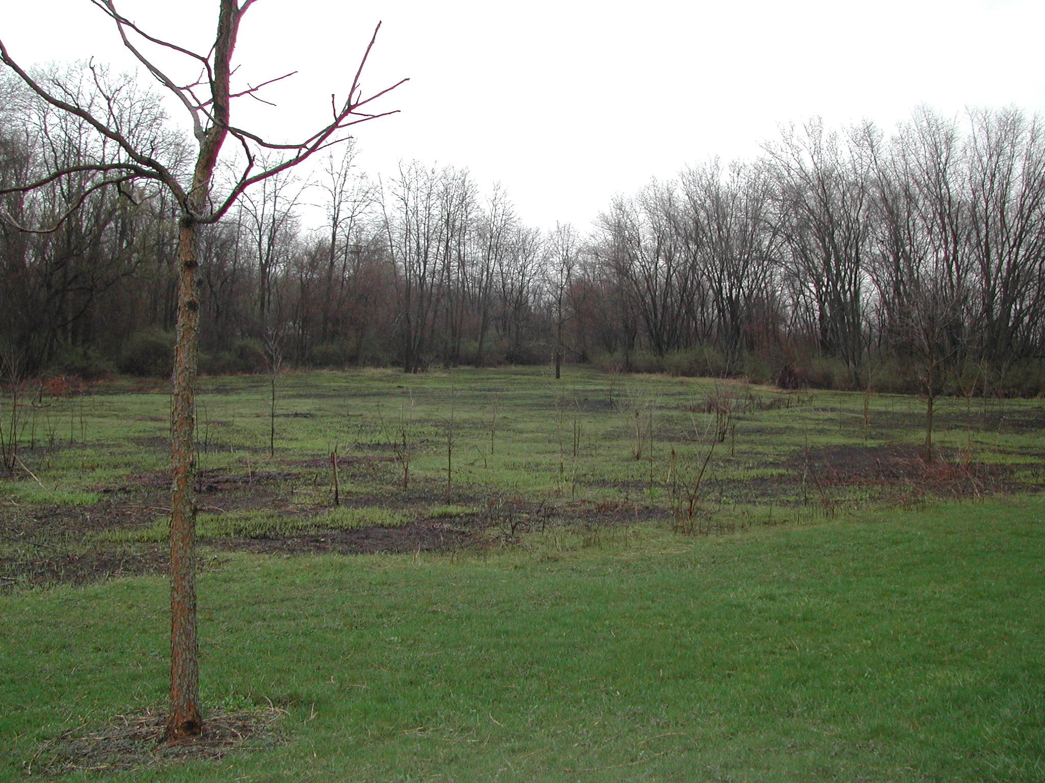 Post-burn in McGaw Park