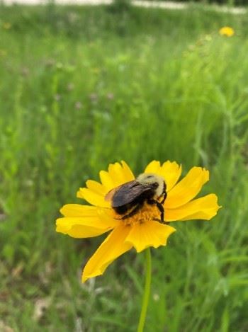 Oak Meadow - bumblebee