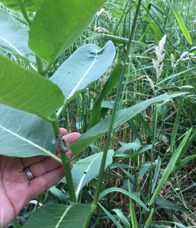 milkweed with monach larvae - McGaw Park
