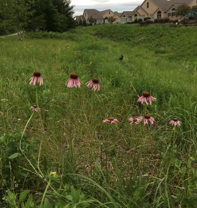 pale purple coneflower - McGaw Park