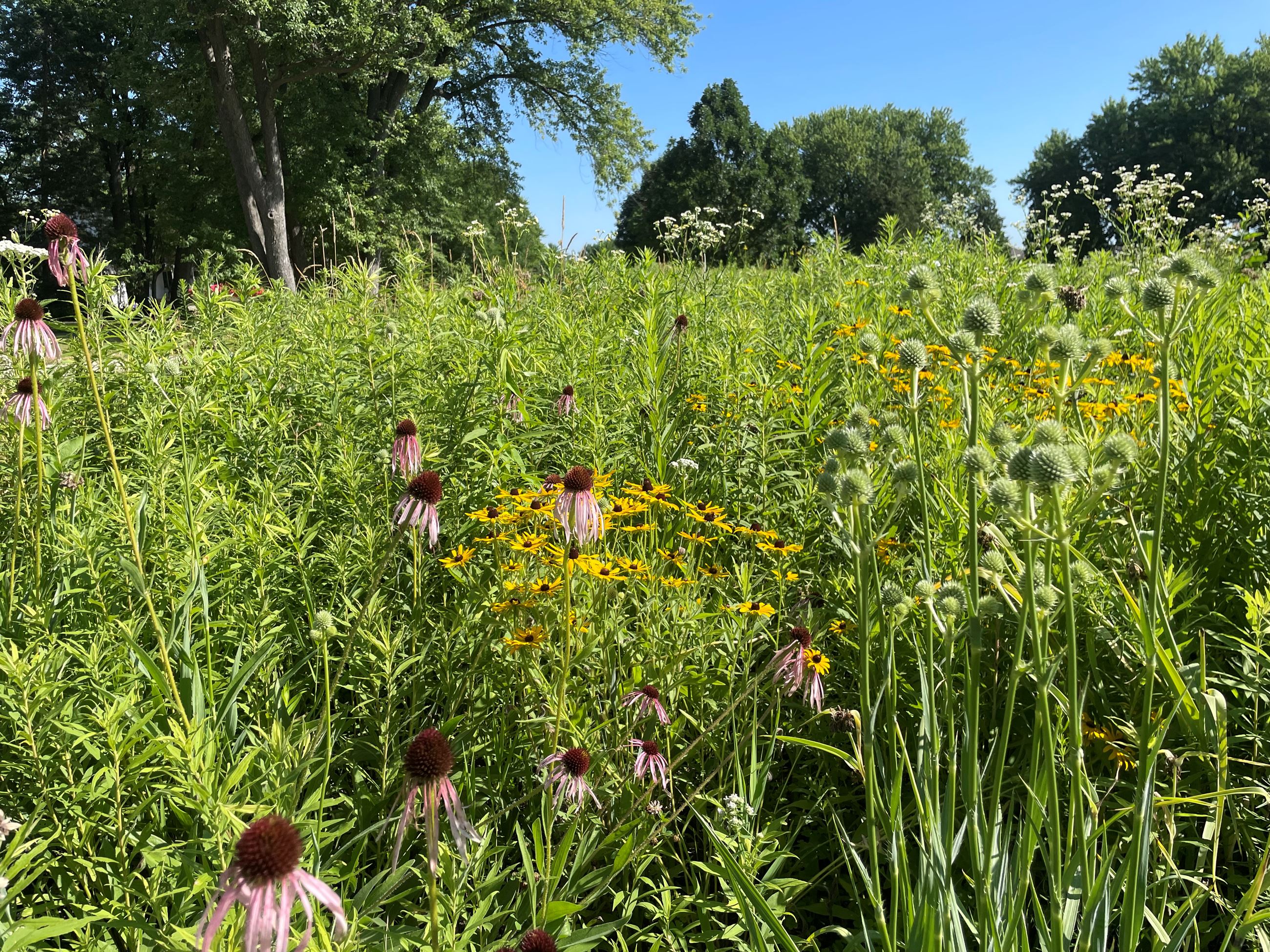 McGaw prairie plants