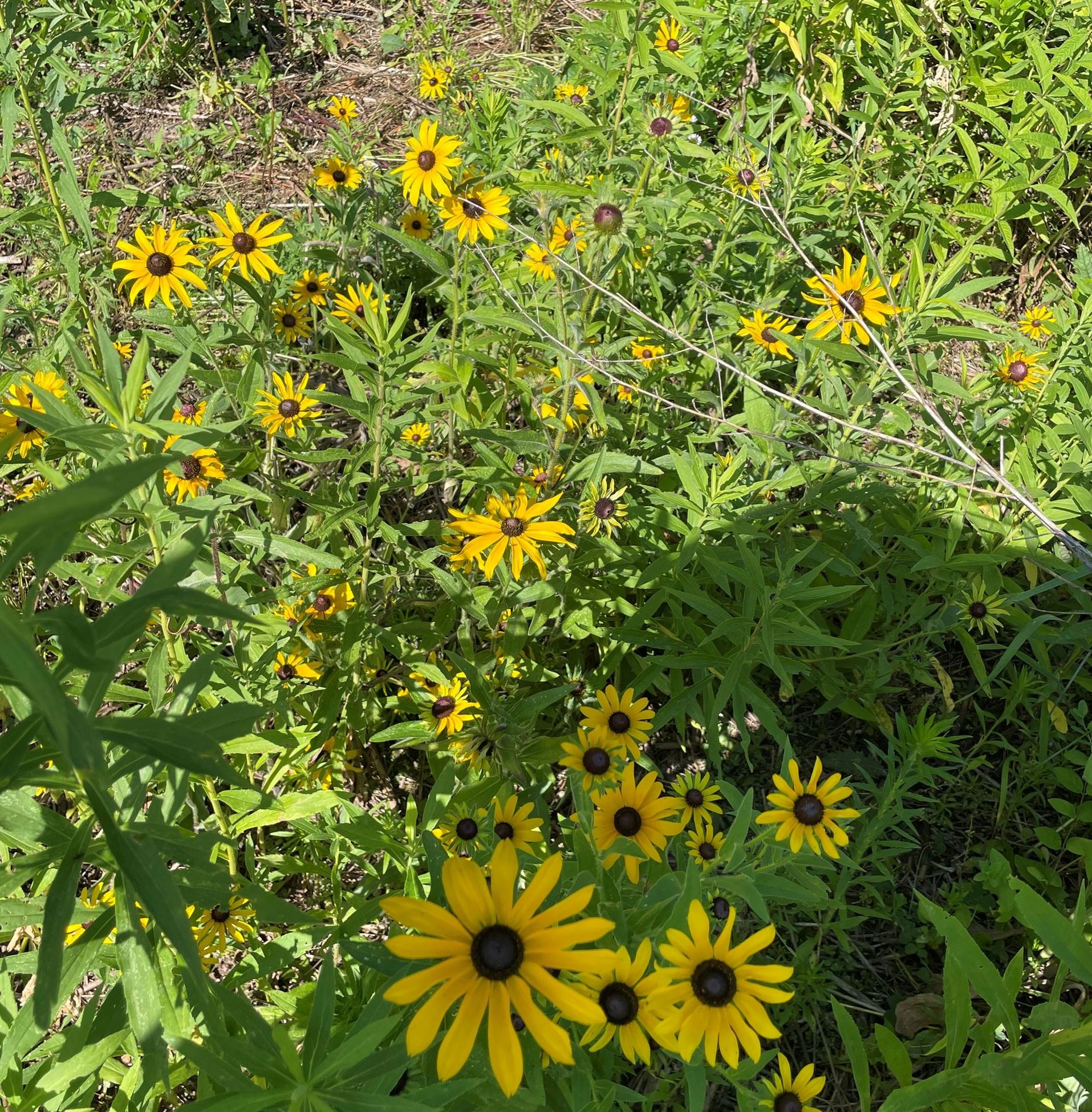 Oak Meadow black-eyed Susan