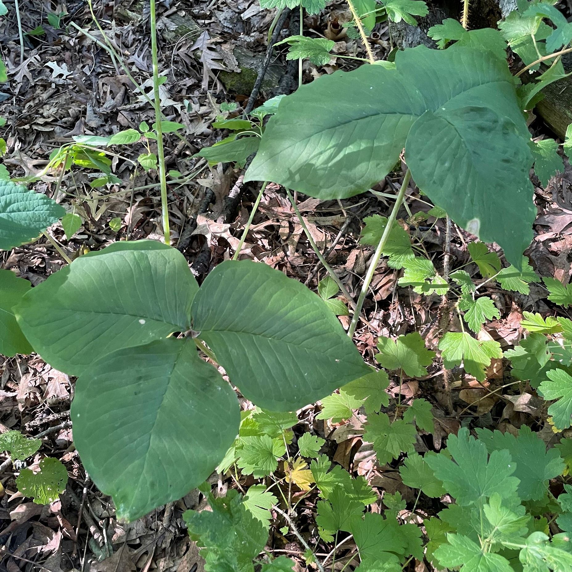 Dawley woods - Jack-in-the-pulpit