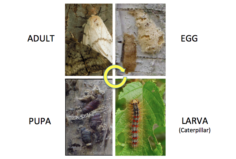 spongy moth life cycle