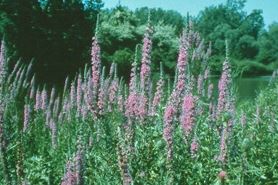 Purple Looosestrife (Wi DNR)