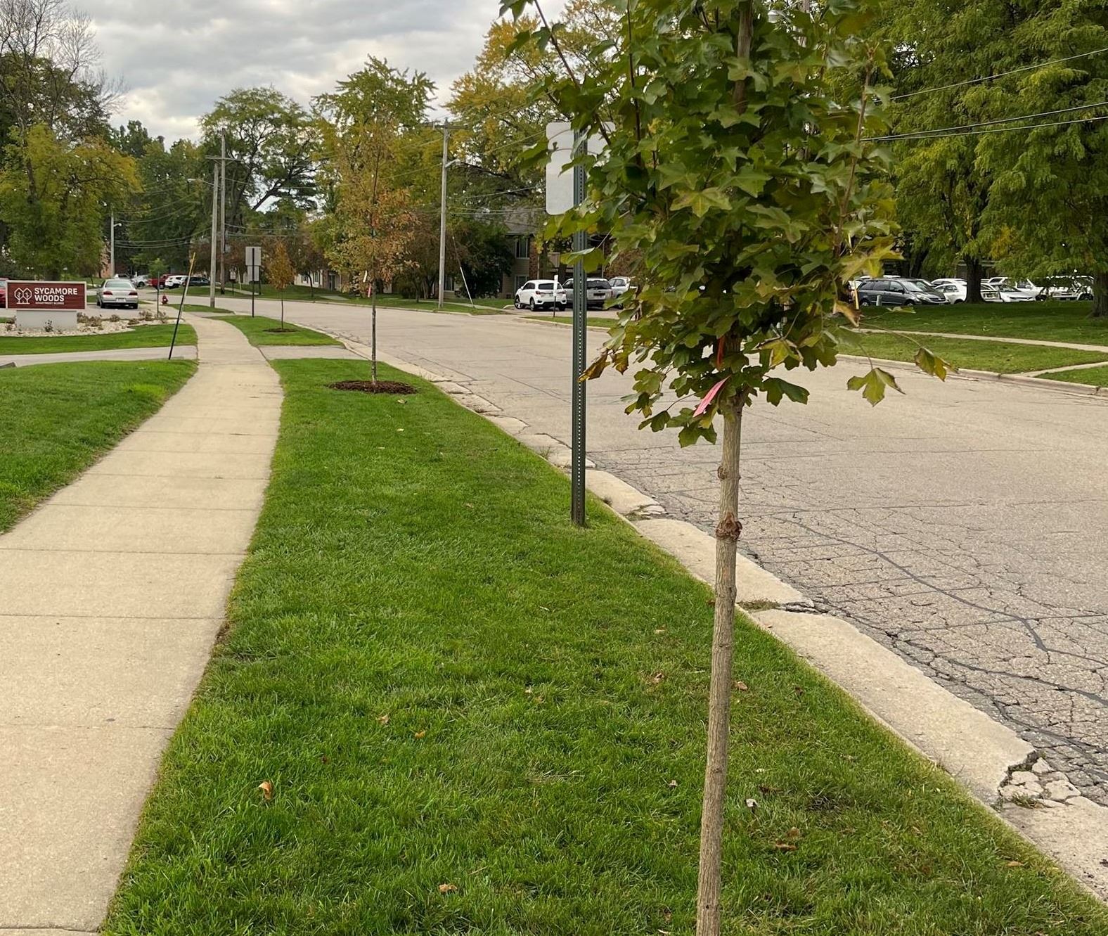 trees planted on Pheasant Ridge Trail