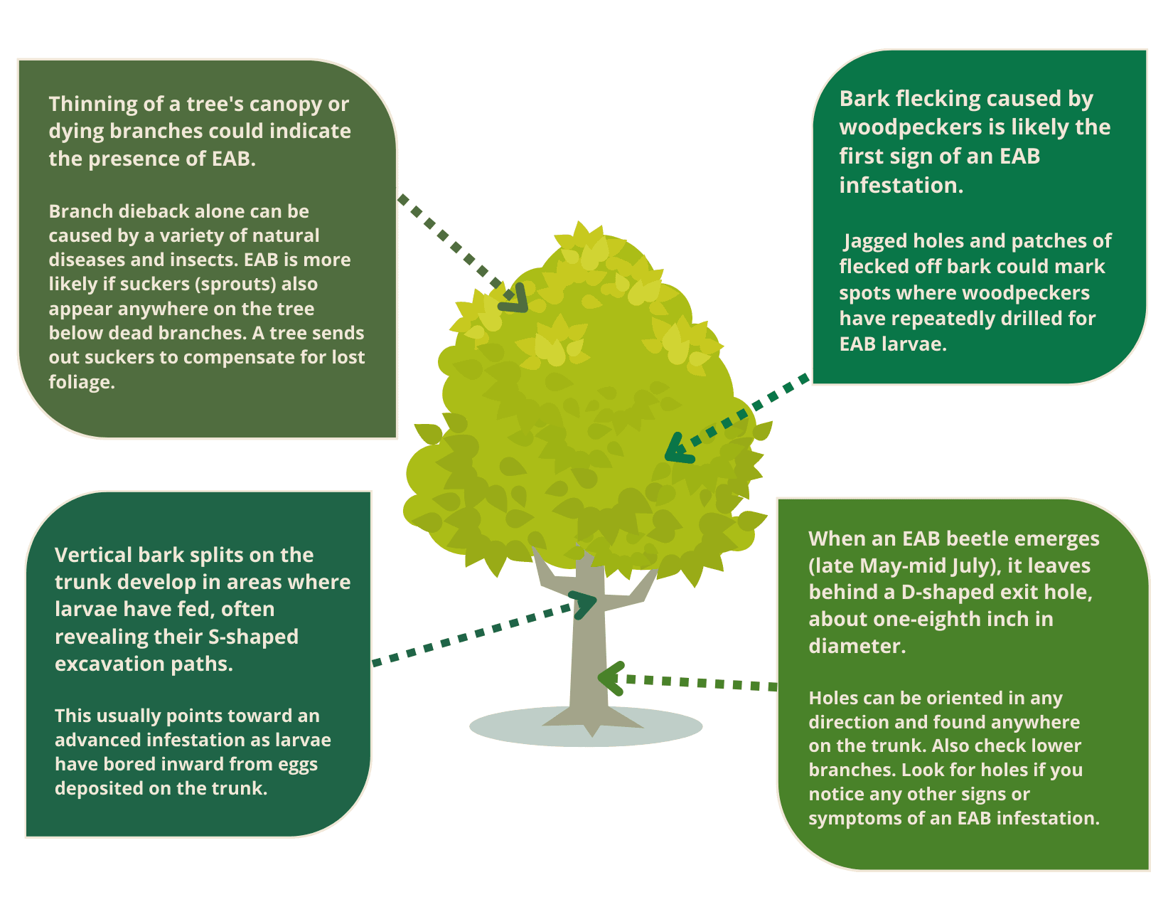 Signs of EAB - Small