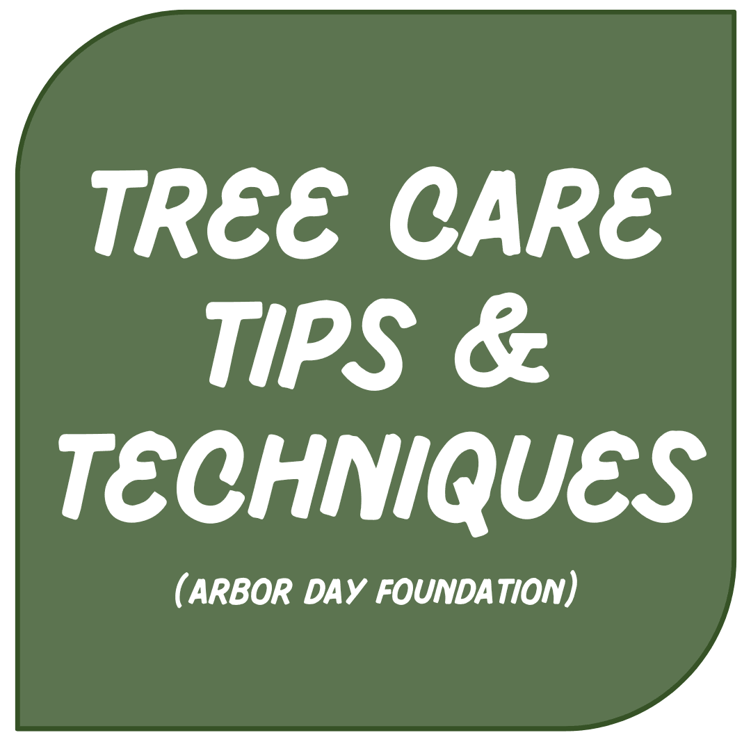Icon Link - Tree Care Opens in new window