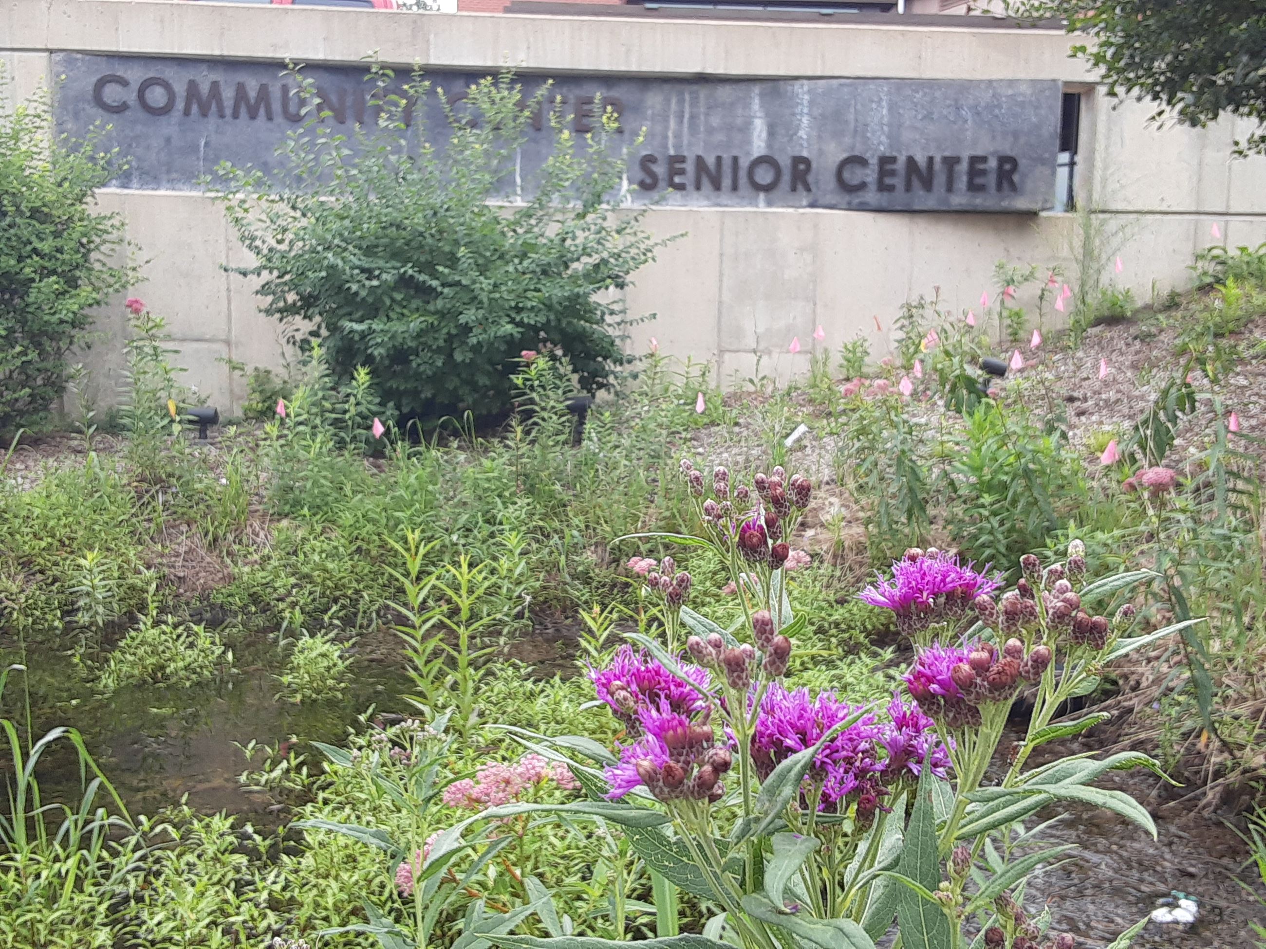 Rain garden