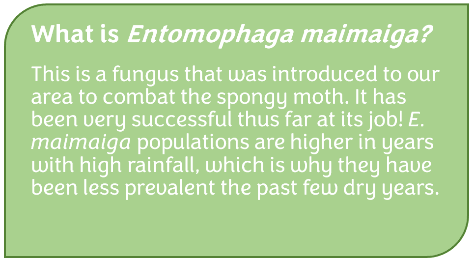 Entomophoga