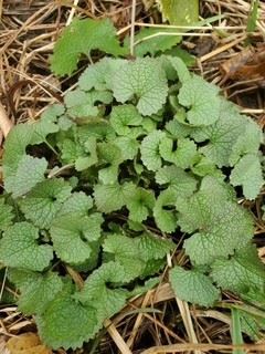 garlic mustard